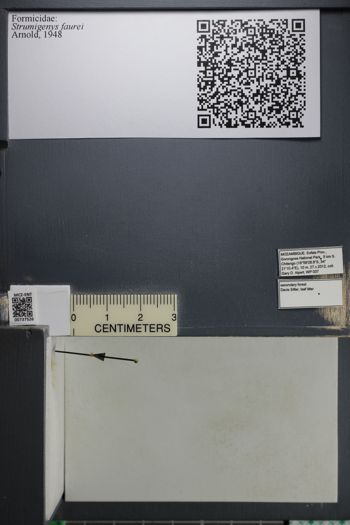 Media type: image;   Entomology 737526